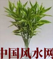 迪庆十二生肖养什么植物最旺财运？你知道吗！