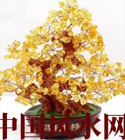 迪庆买了招财植物却不能发财，是方位摆错了！